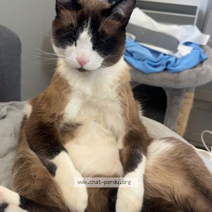 Photo 1/1 Luffy Chat lost in Eaubonne