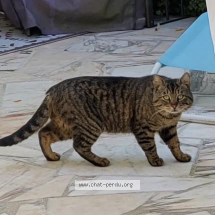 Photo 2/2 Found cat Found in Vernouillet