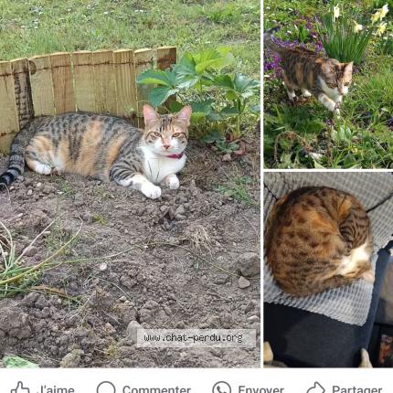 Photo 1/1 Vanille Chat lost in Viriat