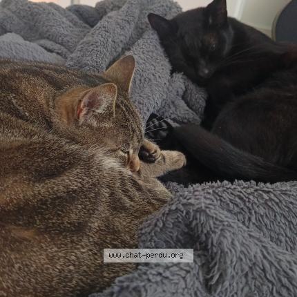 Photo 1/1 T-challa Chat lost in Poitiers