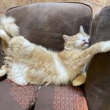 Picture of cat lost at Andancette