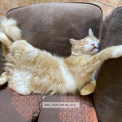 Photo 1/1 Sheeran Chat lost in Andancette