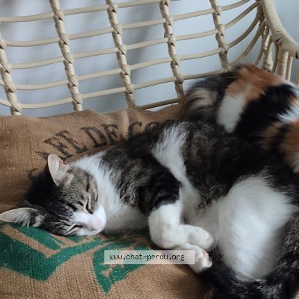 Photo 1/1 Tyba Chat lost in St simeon