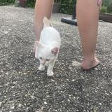 Picture of cat found at Valgelon La Rochette