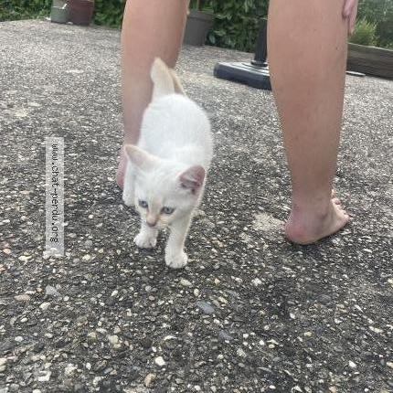 Photo 1/1 Found cat Found in Valgelon la rochette