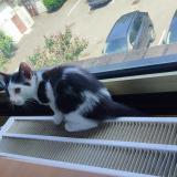 Picture of cat found at Torcy