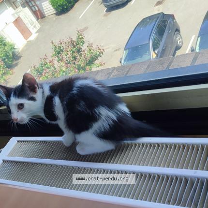 Photo 1/1 Found cat Found in Torcy