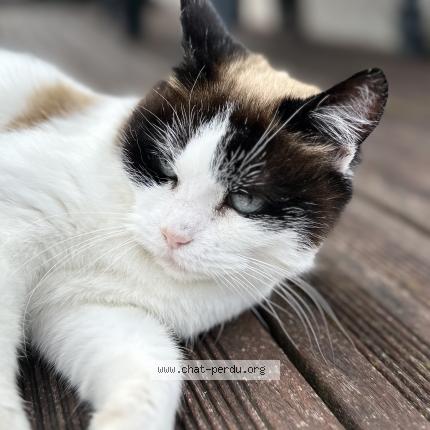 Photo 1/1 Found cat Found in Cachan