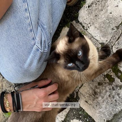 Photo 1/1 Found cat Found in Cognac