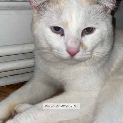 Photo 1/1 Titi Chat lost in Chatellerault