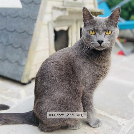 Photo 1/1 Tina Chat lost in Roissy en brie