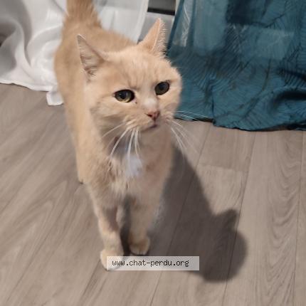 Photo 1/1 Doowie Chat lost in Saint anne sur brivet