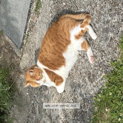 Photo 1/1 Lilly Chat lost in Cucq