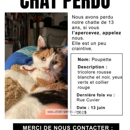 Photo 1/1 Poupette Chat lost in Saint germain en laye