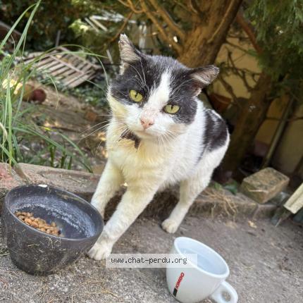 Photo 1/1 Found cat Found in La ferte st aubin