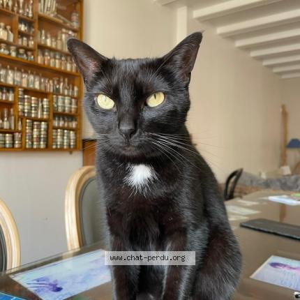 Photo 1/1 PUNCH Chat lost in Le bois plage