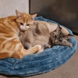 Picture of cat lost at Avion