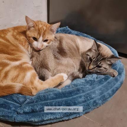 Photo 1/1 Butters Chat lost in Avion