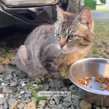 Photo 1/1 Found cat Found in Ploudaniel