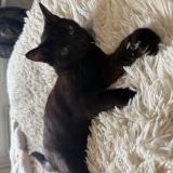 Picture of cat lost at Labege