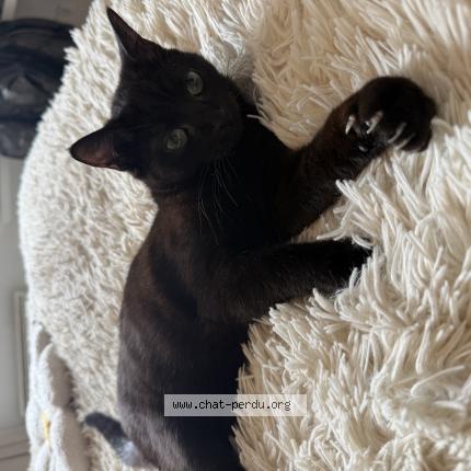 Photo 1/1 wisky Chat lost in Labege