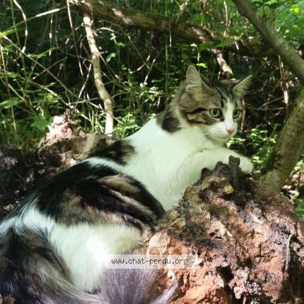 Photo 1/1 Nifty Chat lost in Saint etienne