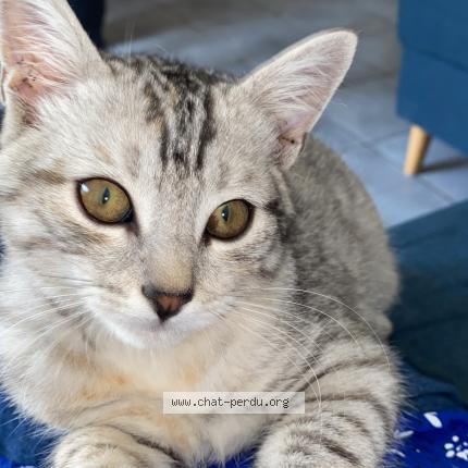 Photo 1/1 Bianca Chat lost in Perpignan