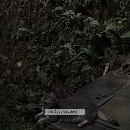 Photo 1/1 Found cat Found in Singapore