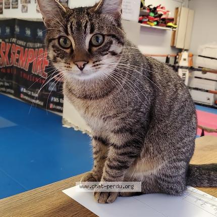 Photo 1/1 Thanos Chat lost in 75020