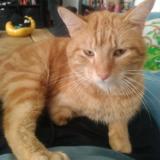 Picture of cat lost at Lezan