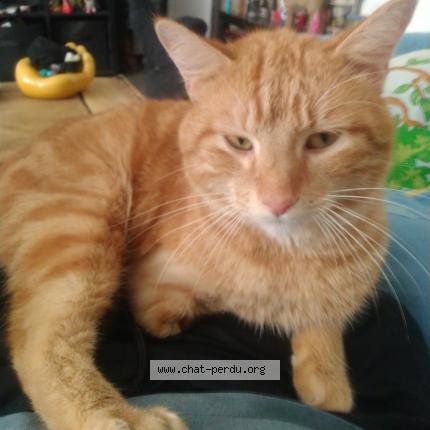 Photo 1/1 Papou Chat lost in Lezan