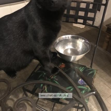 Photo 1/1 Bébé Chat lost in Mougins