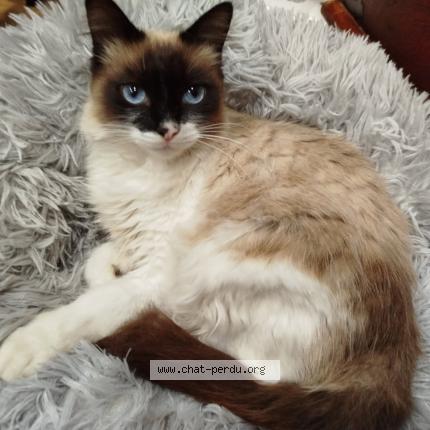 Photo 1/1 Negu Chat lost in Biarritz la negresse