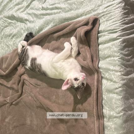 Photo 1/1 Thaï Chat lost in Montpellier