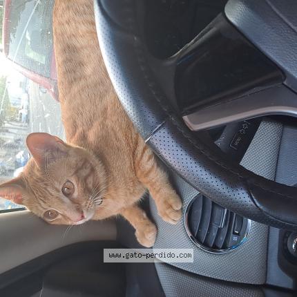 Photo 1/1 Ronny Chat lost in Zamora