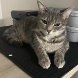 Picture of cat lost at Sarcelles