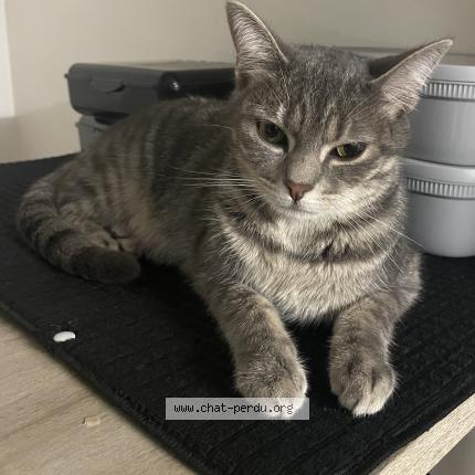 Photo 1/3 Th&eacute;a Chat lost in Sarcelles