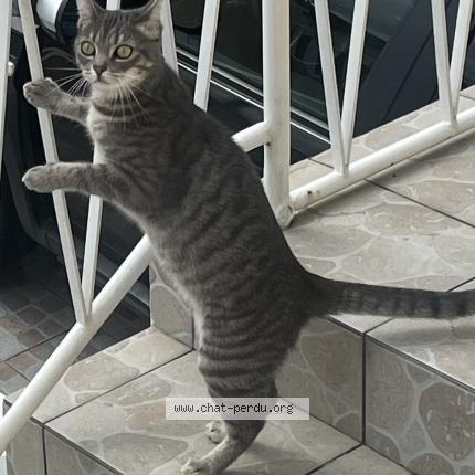 Photo 2/3 Th&eacute;a Chat lost in Sarcelles