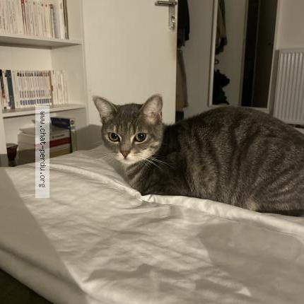 Photo 3/3 Th&eacute;a Chat lost in Sarcelles
