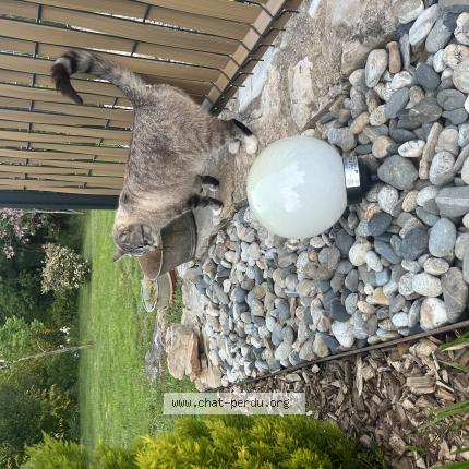 Photo 1/1 tiga Chat lost in Caussade