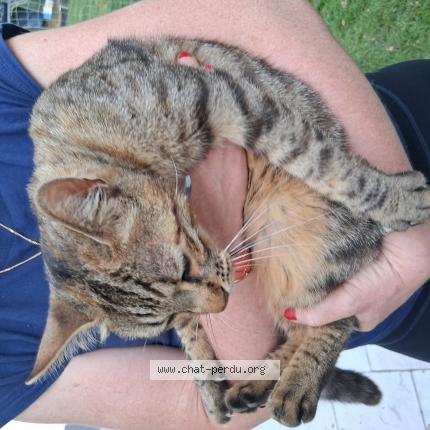 Photo 1/1 Cat reunited Found in Saint hilaire de riez
