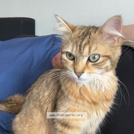Photo 1/1 Leyka Chat lost in Percy en auge