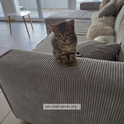 Photo 1/1 Natacha Ali baco Chat lost in Aubiere 63170