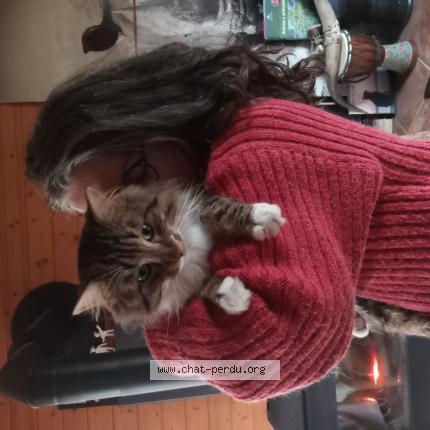 Photo 1/1 Chouchou Chat lost in La turballe