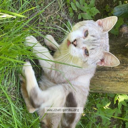 Photo 1/1 Ronron Chat lost in Fresse