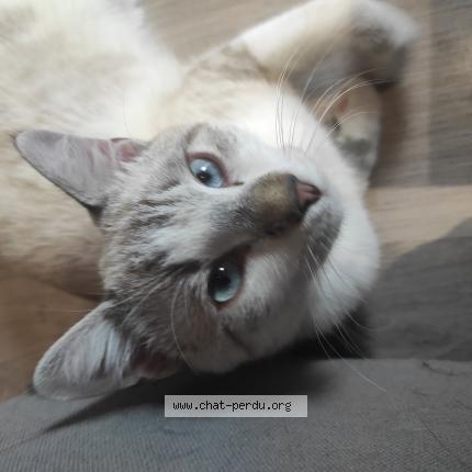 Photo 1/1 pépite Chat lost in Nimes