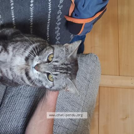 Photo 1/1 Petitchat Chat lost in Castelnau magnoac