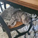 Picture of cat lost at Ballancourt Sur Essonne