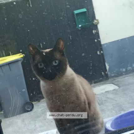 Photo 1/1 Grisette Chat lost in Ronchin