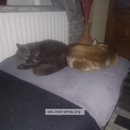 Foto van vermiste kat in Liege